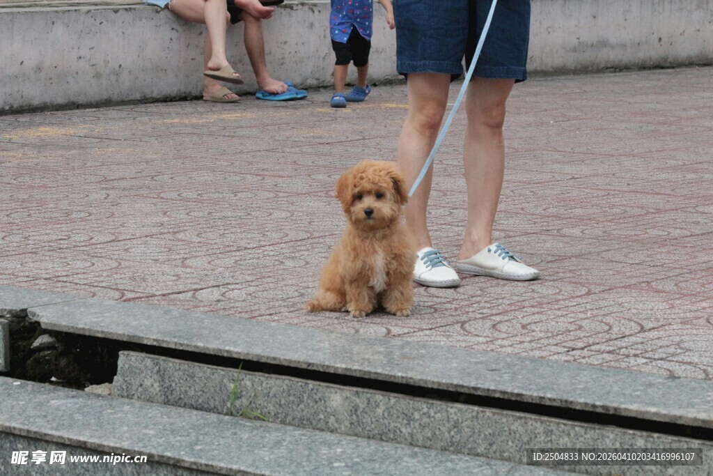 可爱小狗在户外等待主人