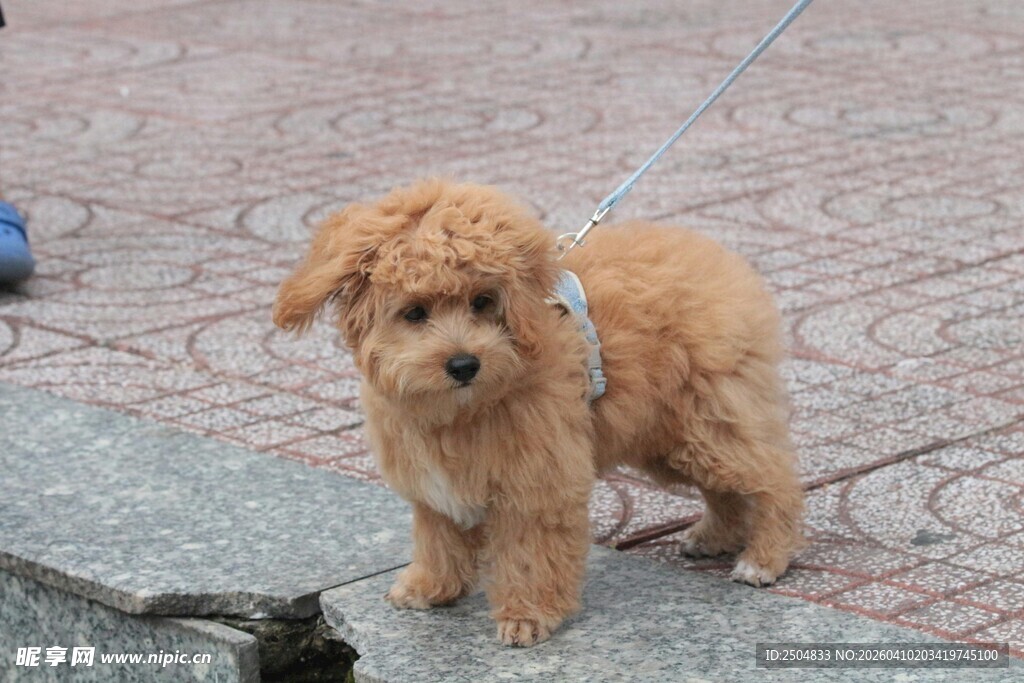 可爱棕色小狗站在路边