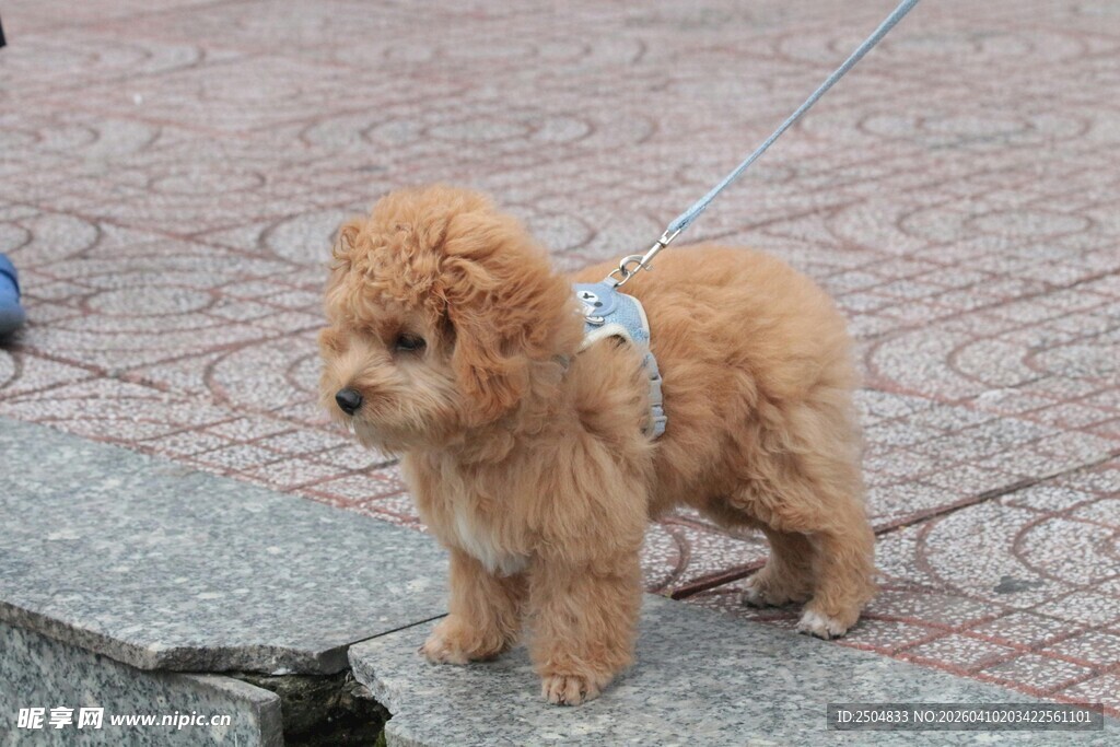 可爱棕色小狗被拴在路边