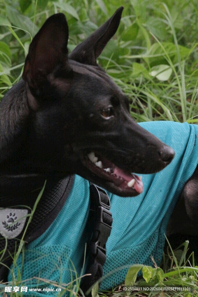 穿绿衣的帅气黑狗