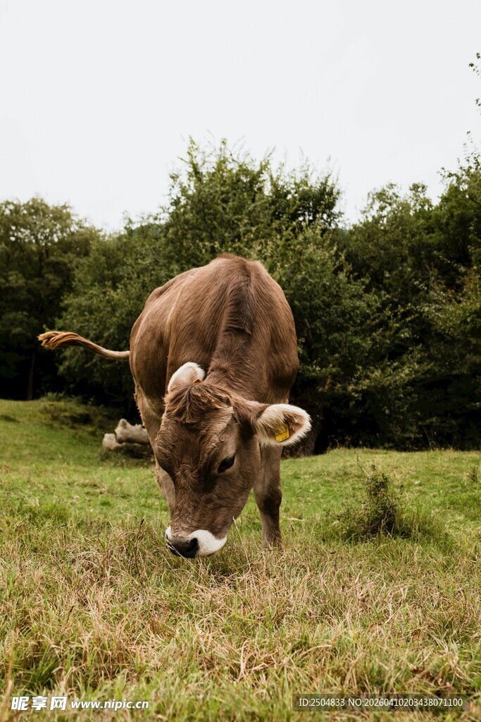 草地上低头吃草的牛