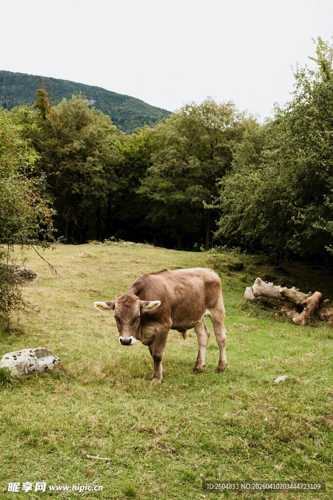 草原上的牛