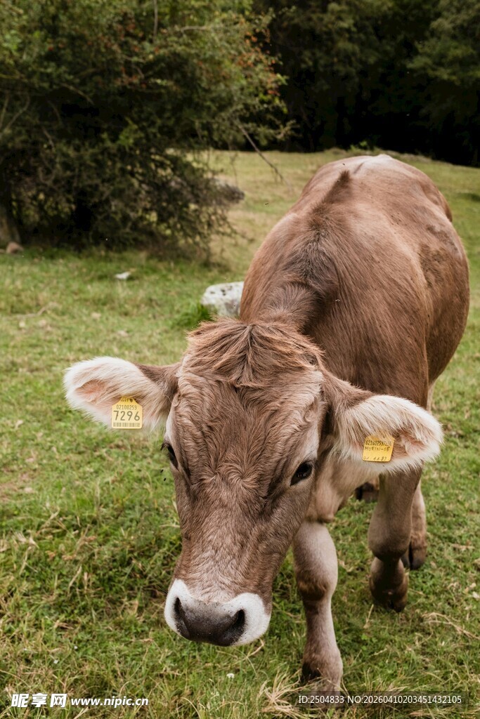 草地上的棕色小牛