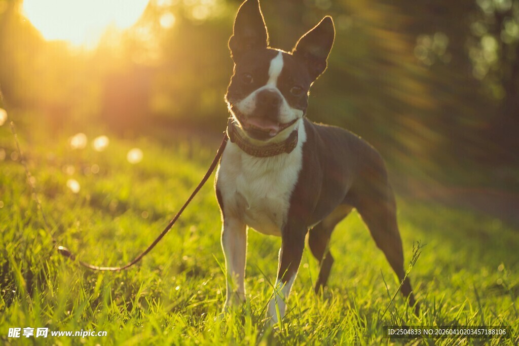 阳光下草地的可爱小狗