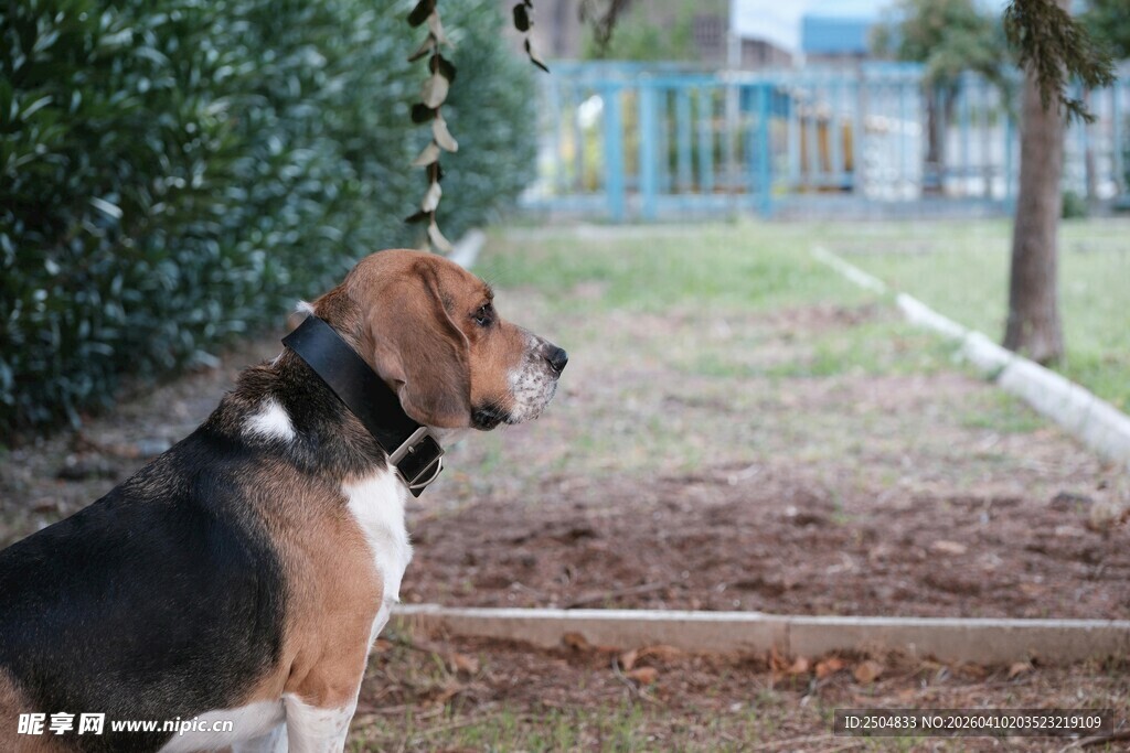 户外站立眺望的三色犬