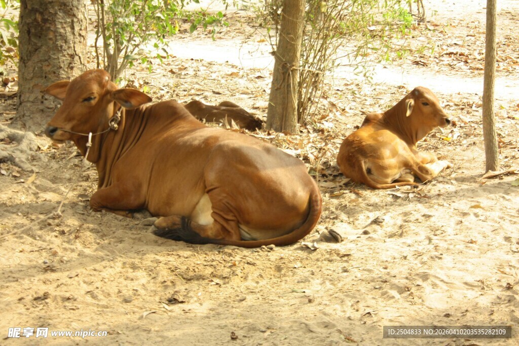 树荫下休憩的牛群
