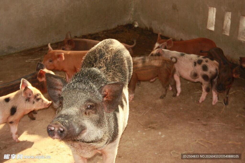 圈舍中的多只可爱小猪