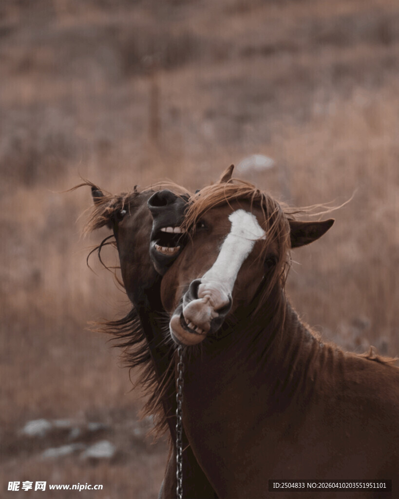 两匹马亲昵互动瞬间