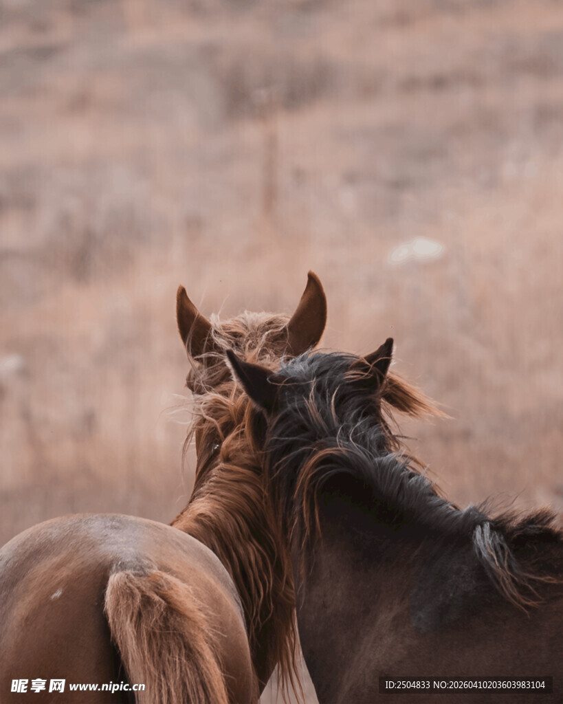 两匹马于旷野的背影