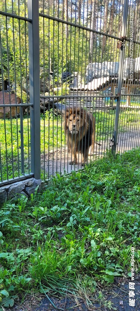 动物园中熊于围栏内行走