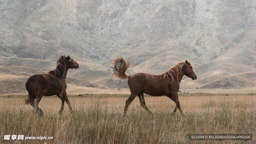 草原双马奔腾