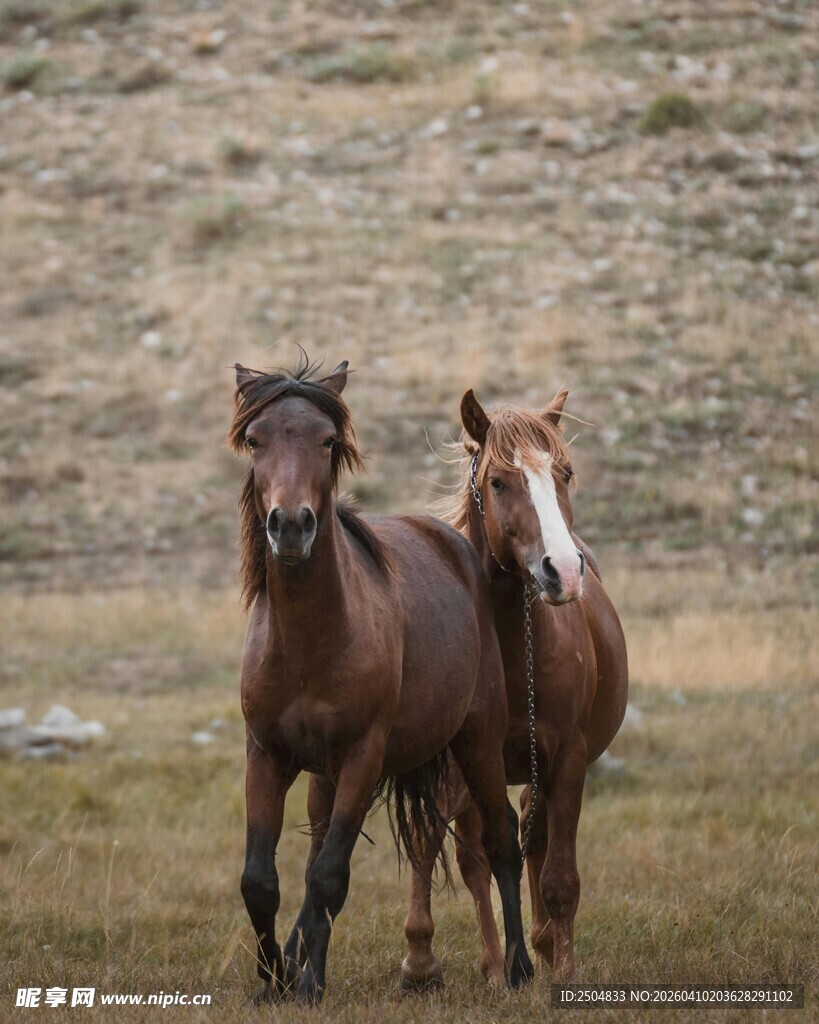 草原上奔跑的两匹骏马