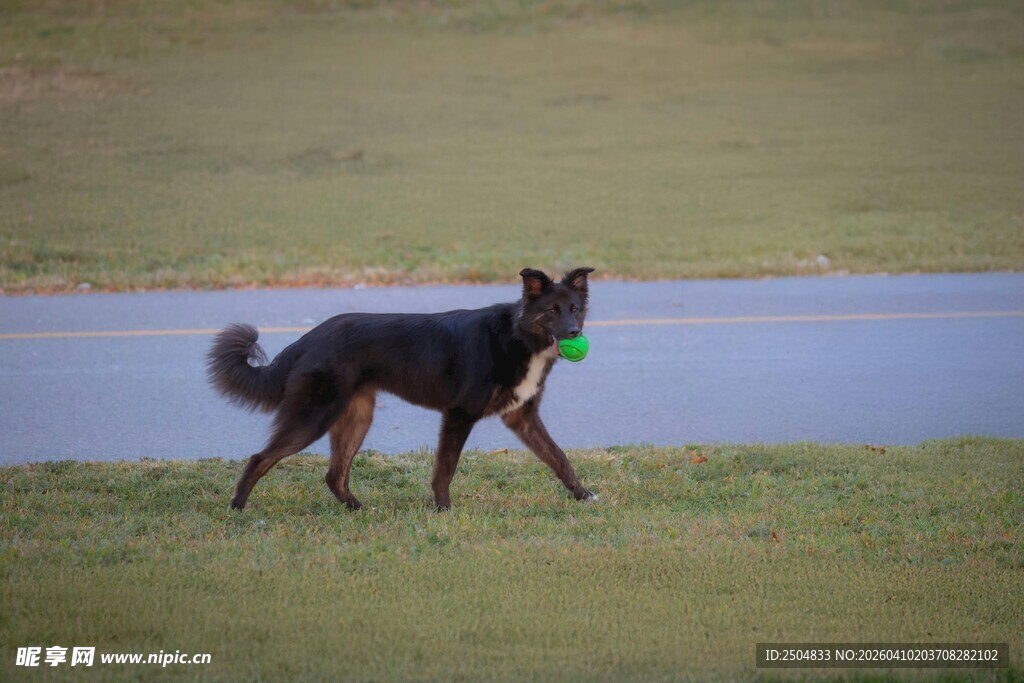 草地边行走的黑毛犬