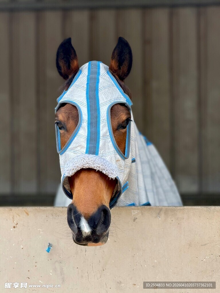 戴护具的马头