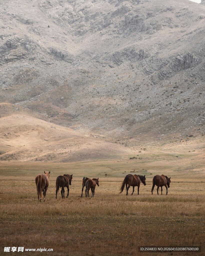 草原上的大象群