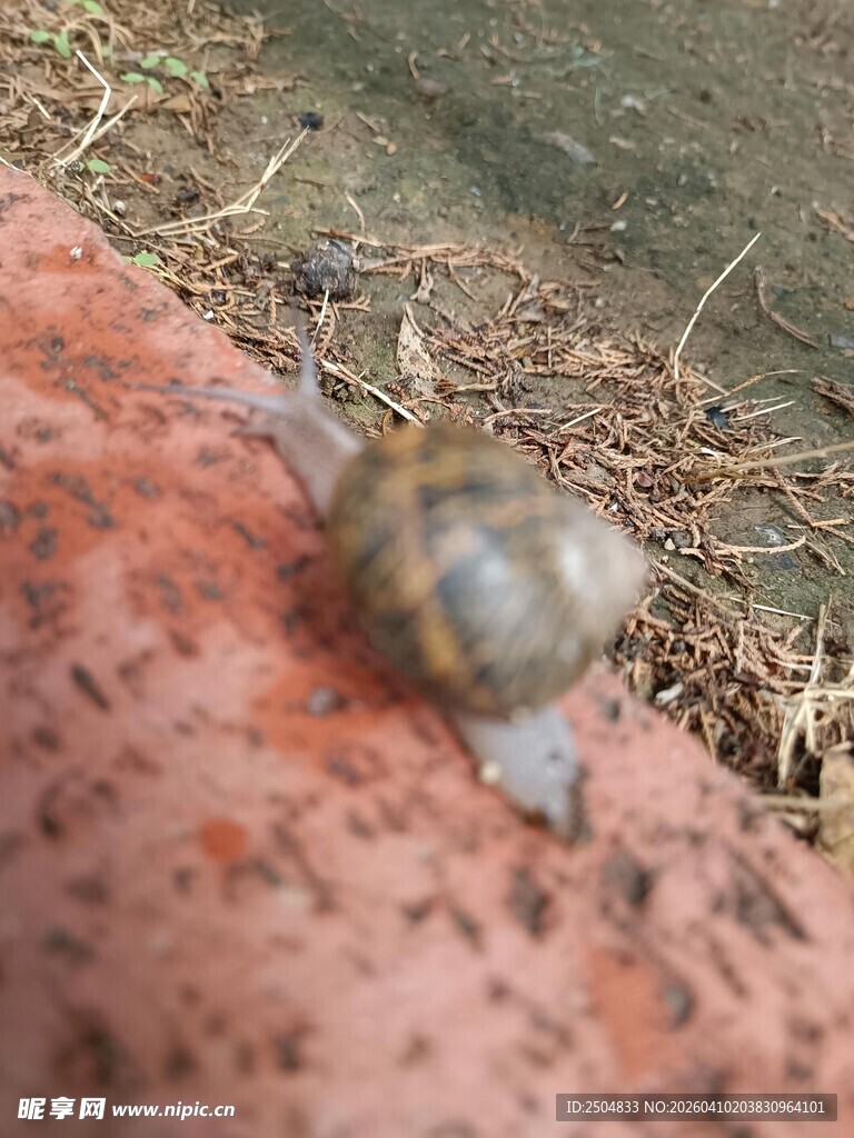 爬行的蜗牛
