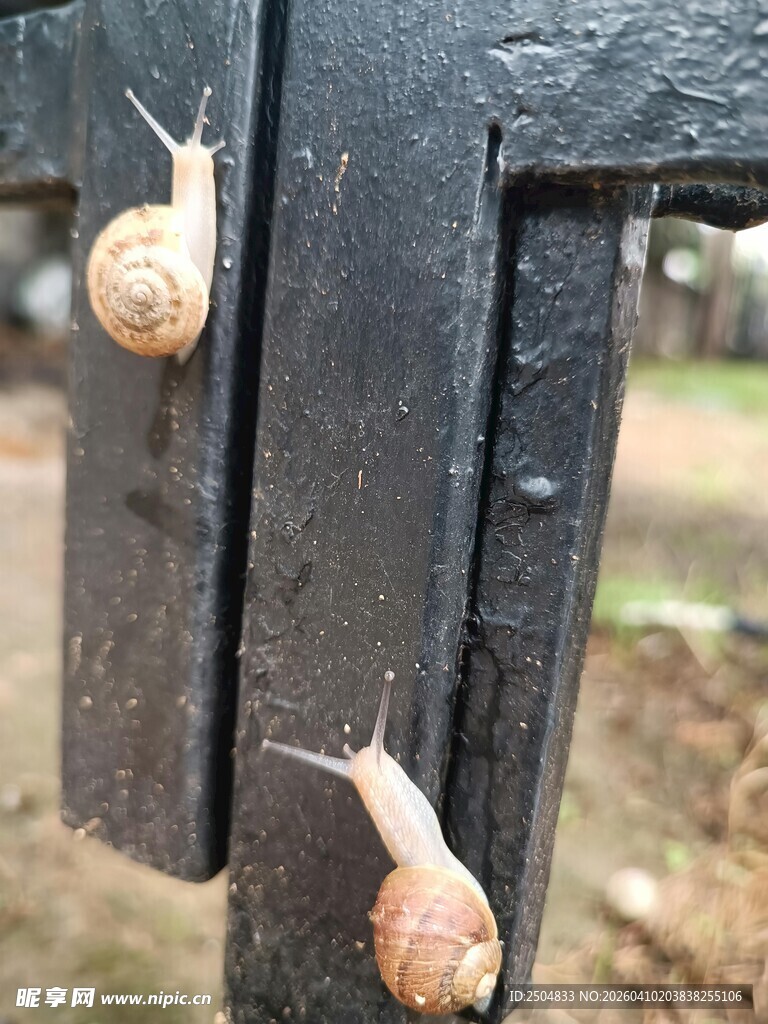 木栏上爬行的两只小蜗牛