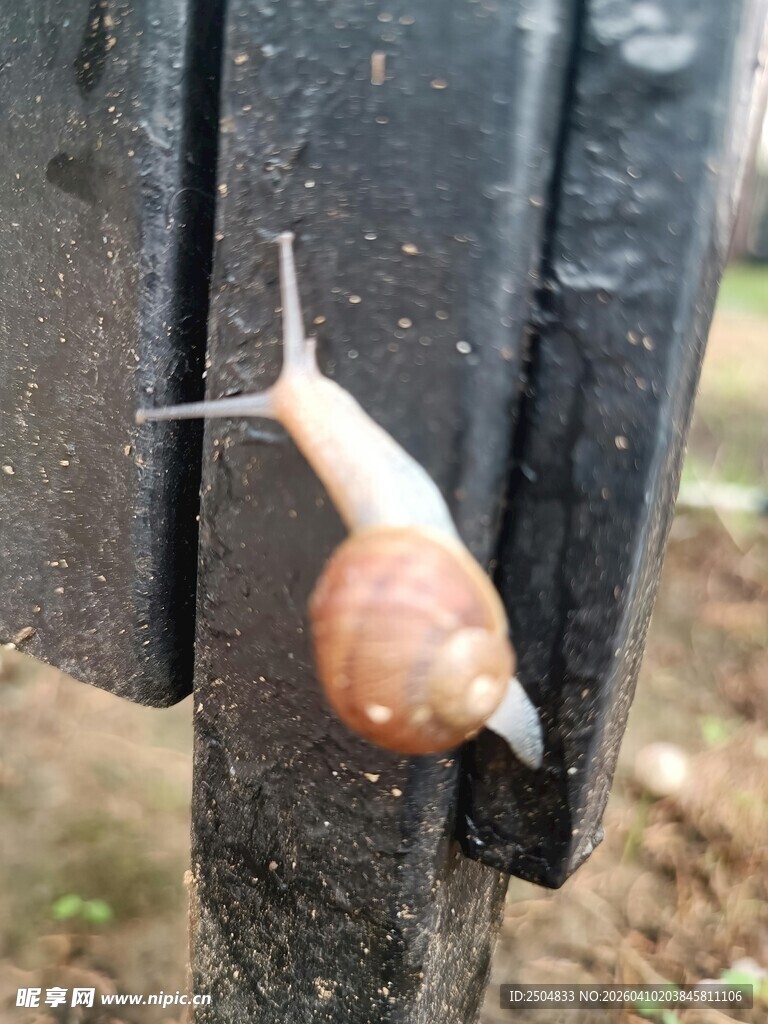 攀爬在黑色物体上的蜗牛