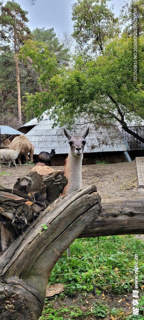 猴子于户外树旁嬉戏