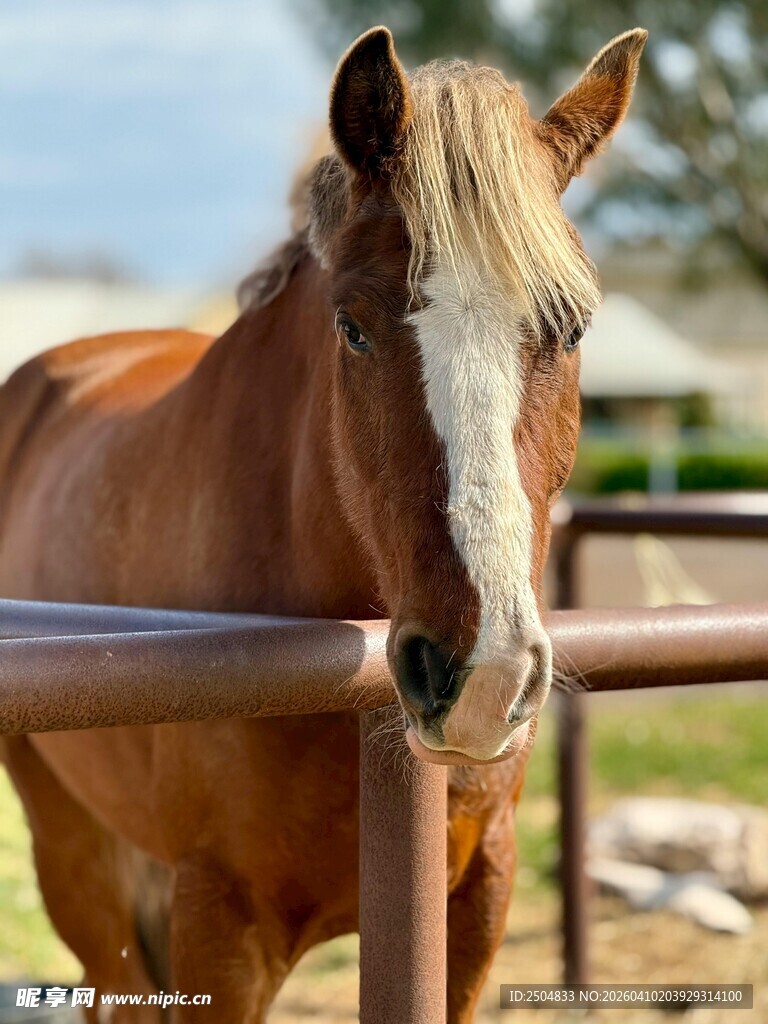 棕色骏马倚栏而立
