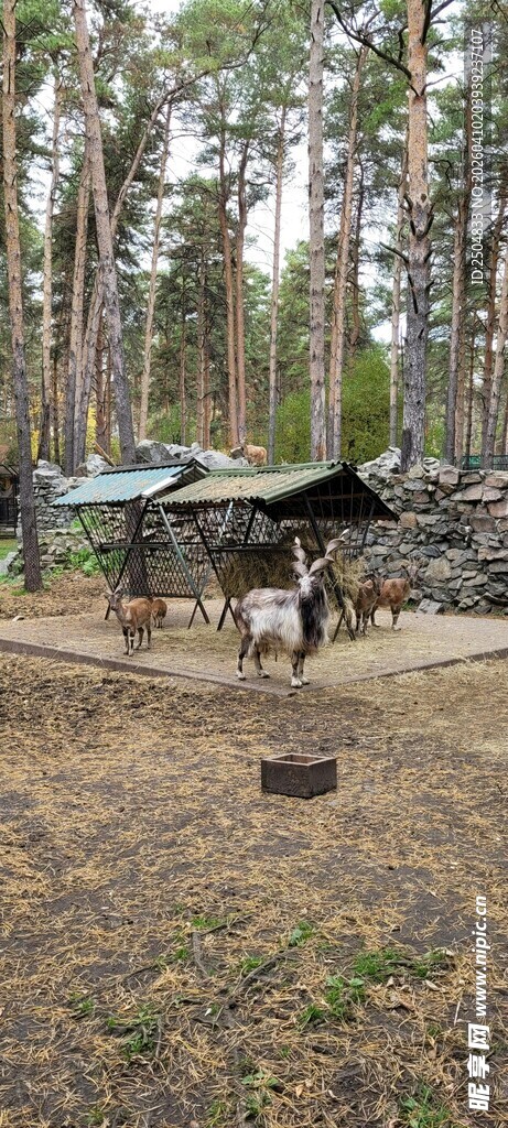 森林中的露营场景