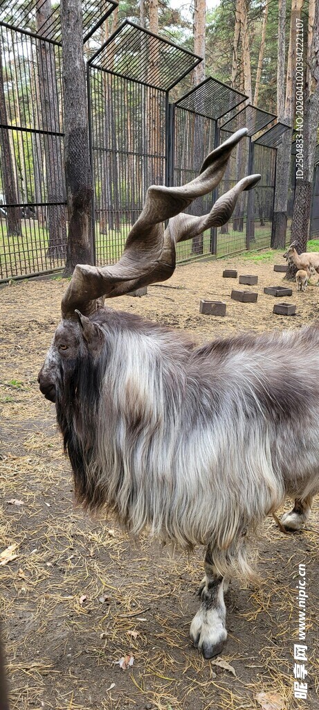 长角山羊于林间