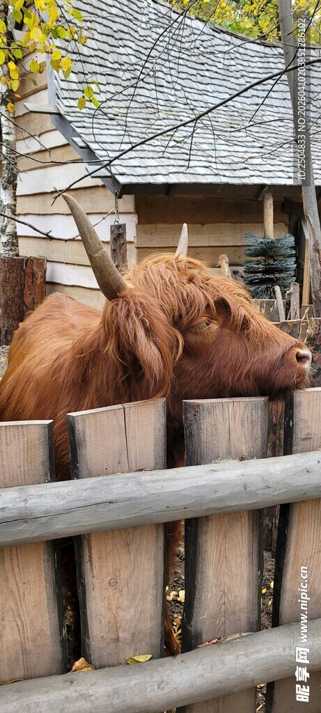 围栏内的棕色牦牛