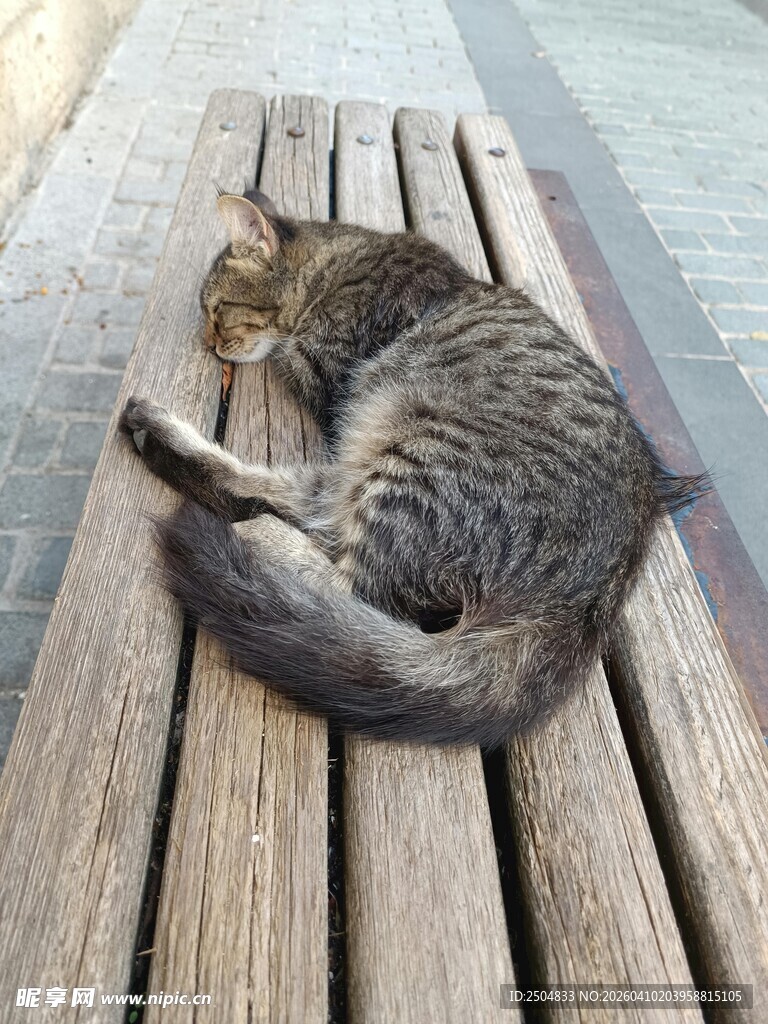 木凳上酣睡的条纹猫咪