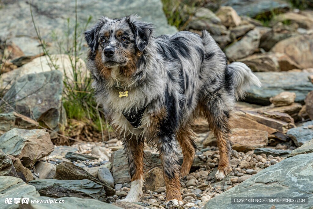 岩石间的 洲牧羊犬