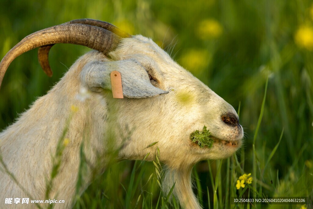 田野中吃草的白山羊