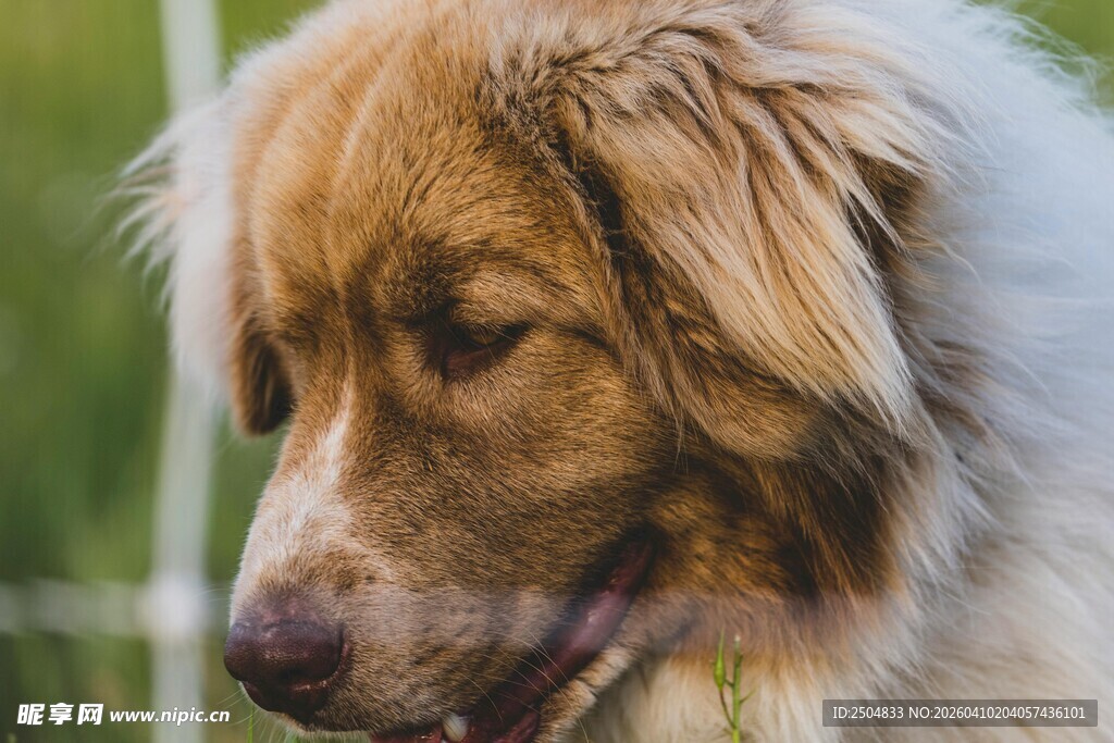 可爱金毛户外惬意模样