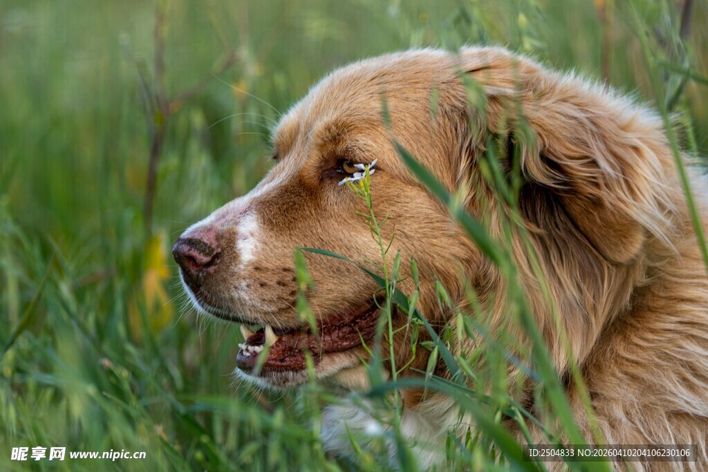 草丛中的金毛犬