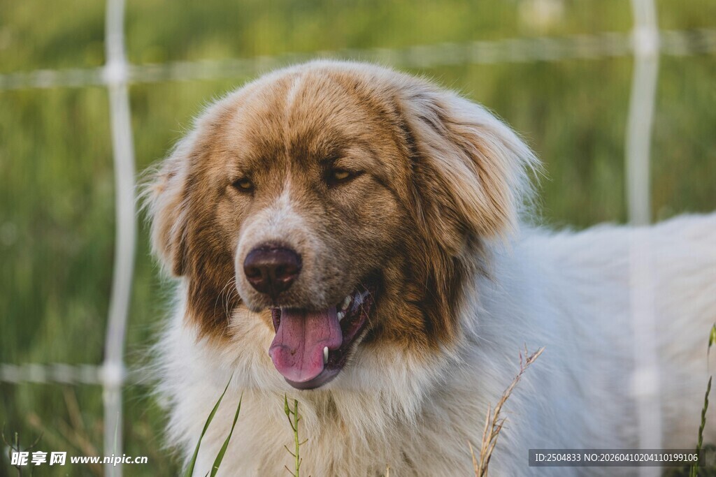 可爱长毛犬张嘴吐舌