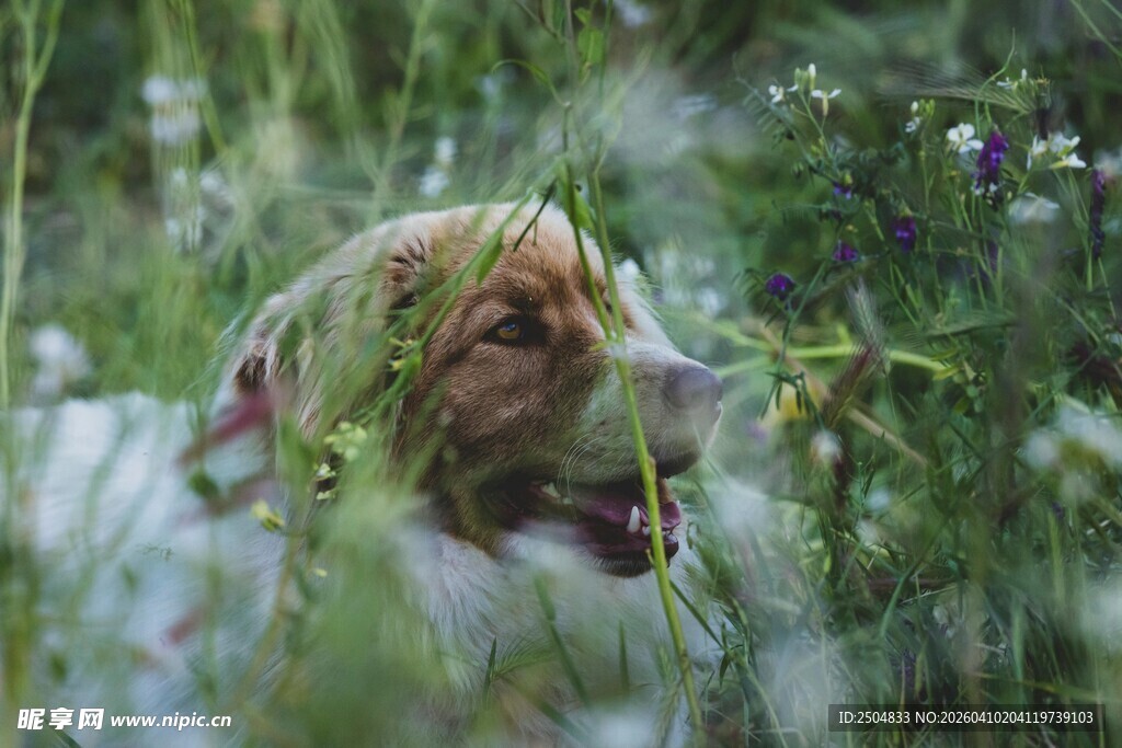 草丛中的可爱狗狗