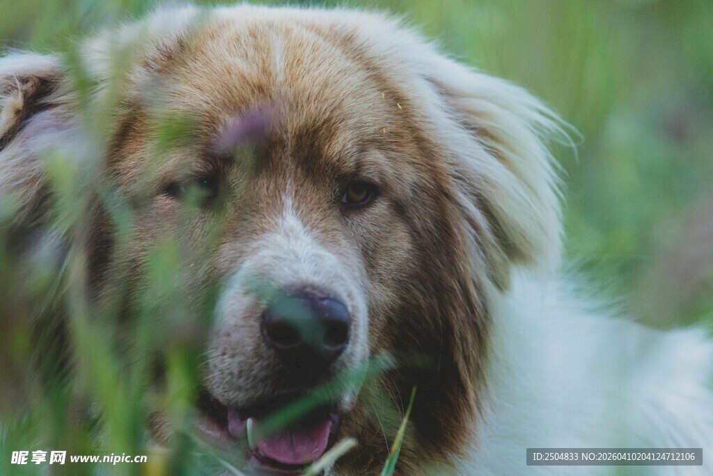 草丛中的可爱狗狗