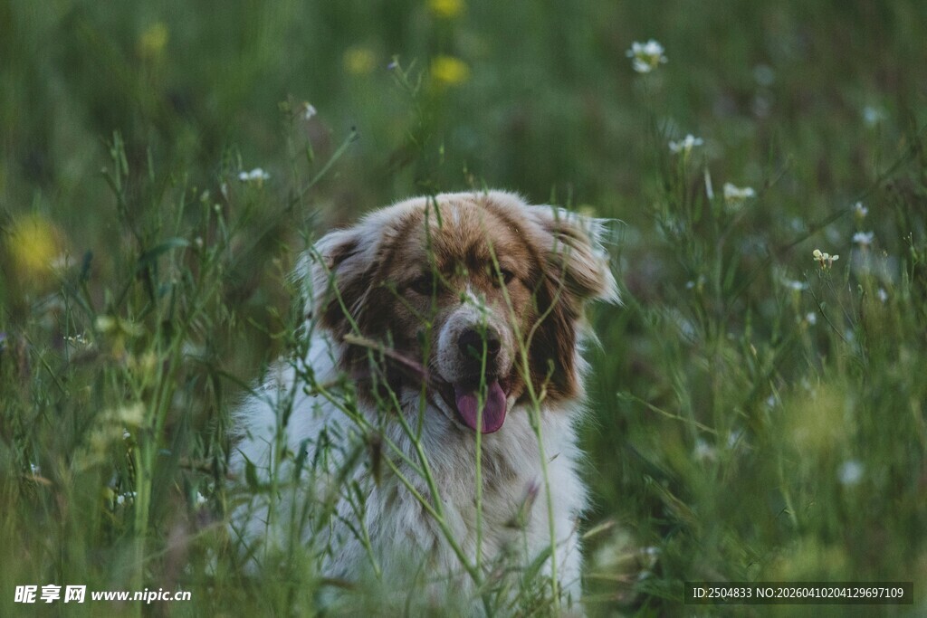 草丛中的可爱狗狗