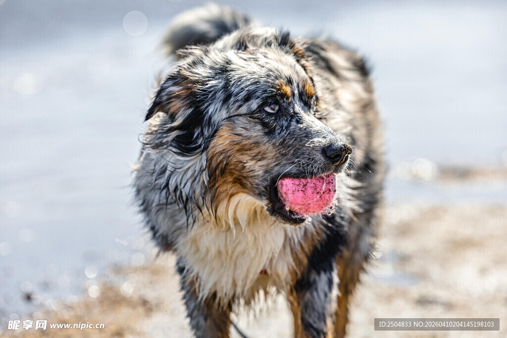 浑身泥泞的欢快狗狗