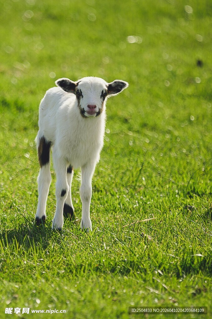 草地上的可爱小羊羔