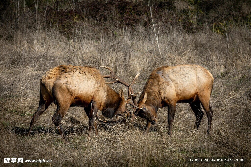 两只麋鹿野外角斗瞬间