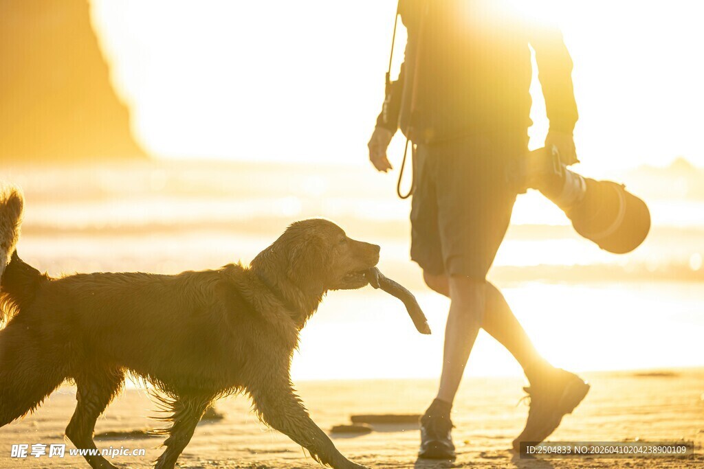 夕阳下人与狗海边漫步