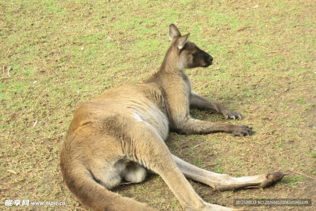 草地上休憩的袋鼠