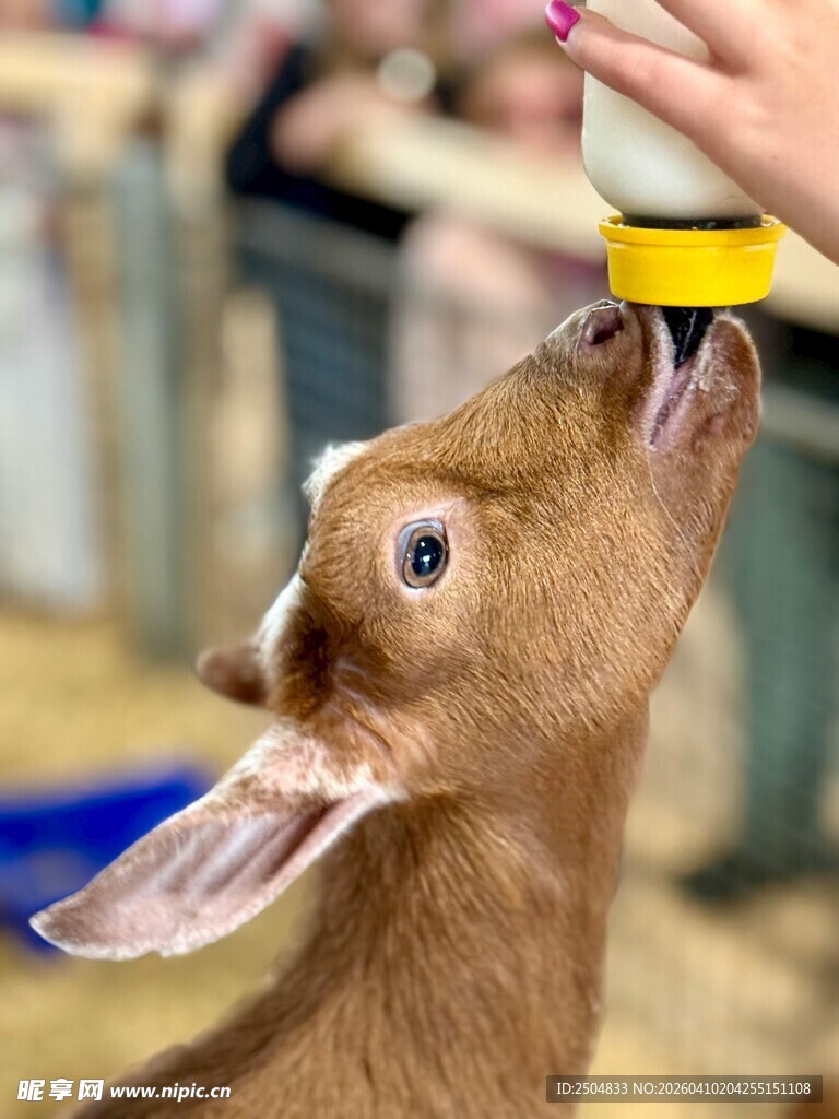 小羊仰头喝奶瓶中的奶