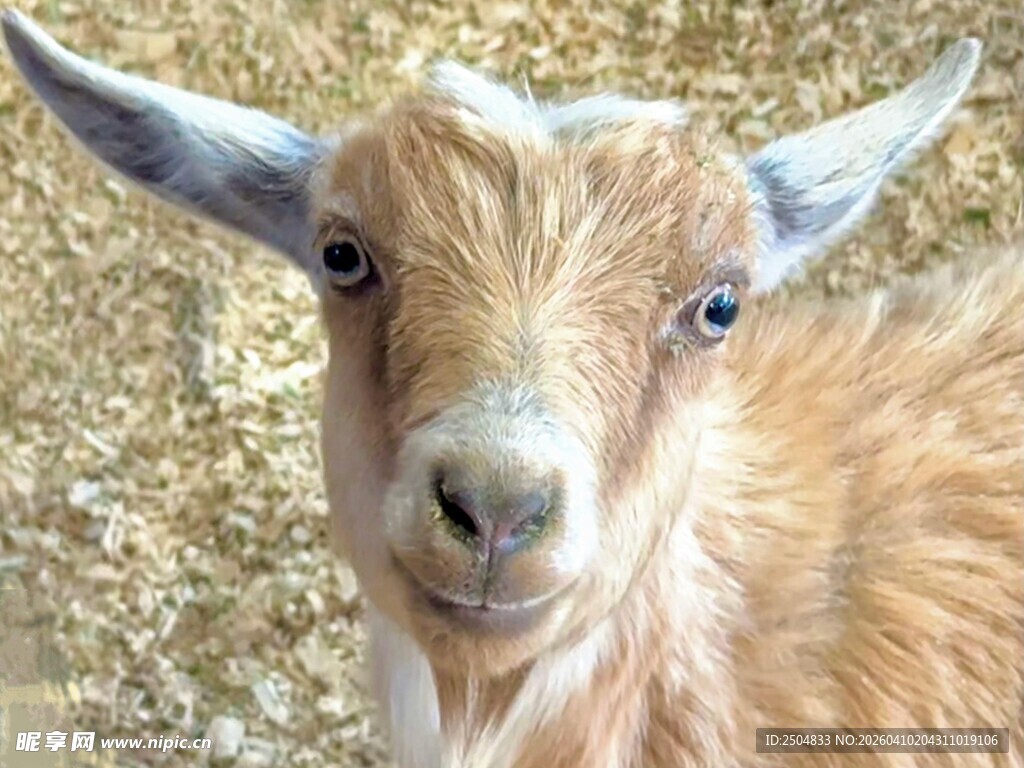 可爱小山羊特写