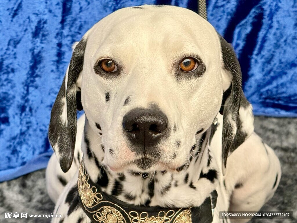 可爱斑点狗佩戴精美饰品
