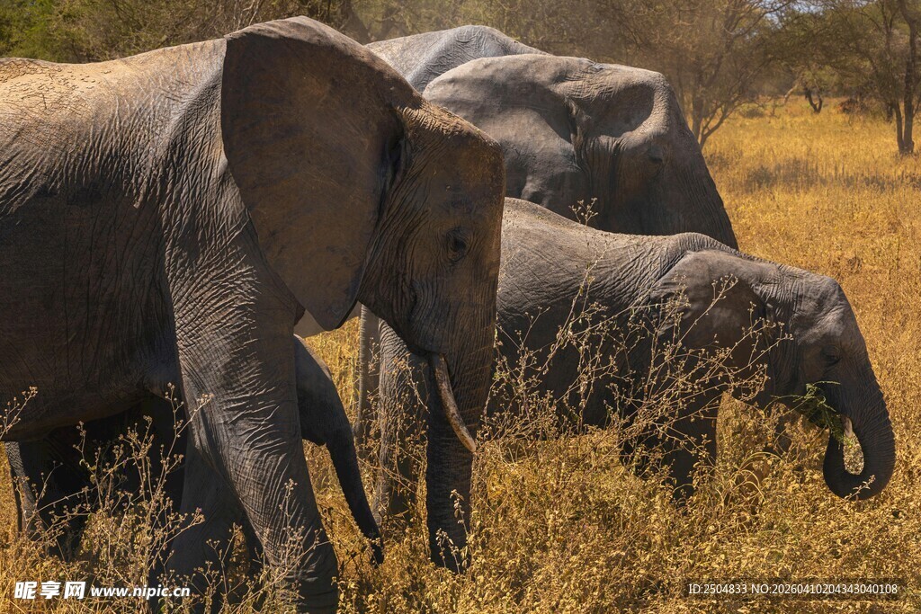 草原上的大象家族