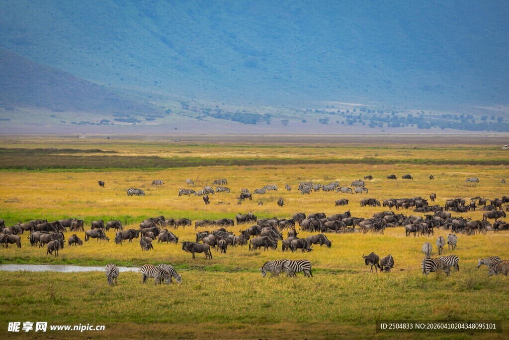草原上的庞大兽群