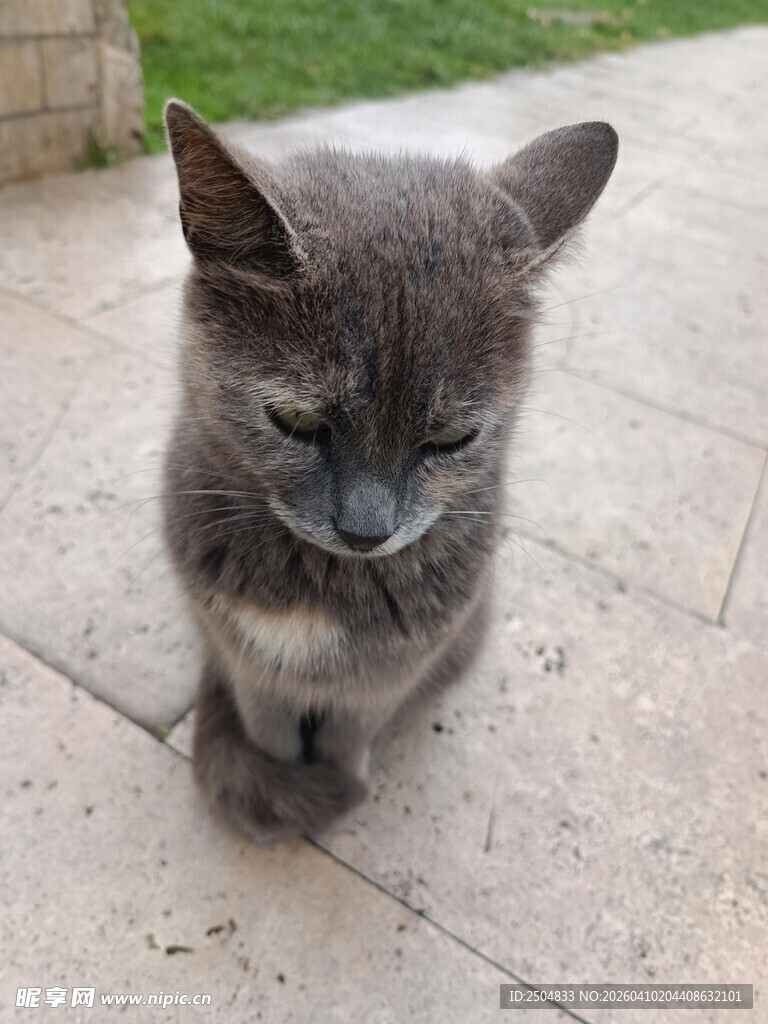 灰猫蹲坐 神情慵懒