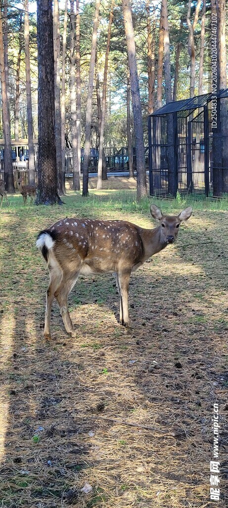 林间漫步的小鹿