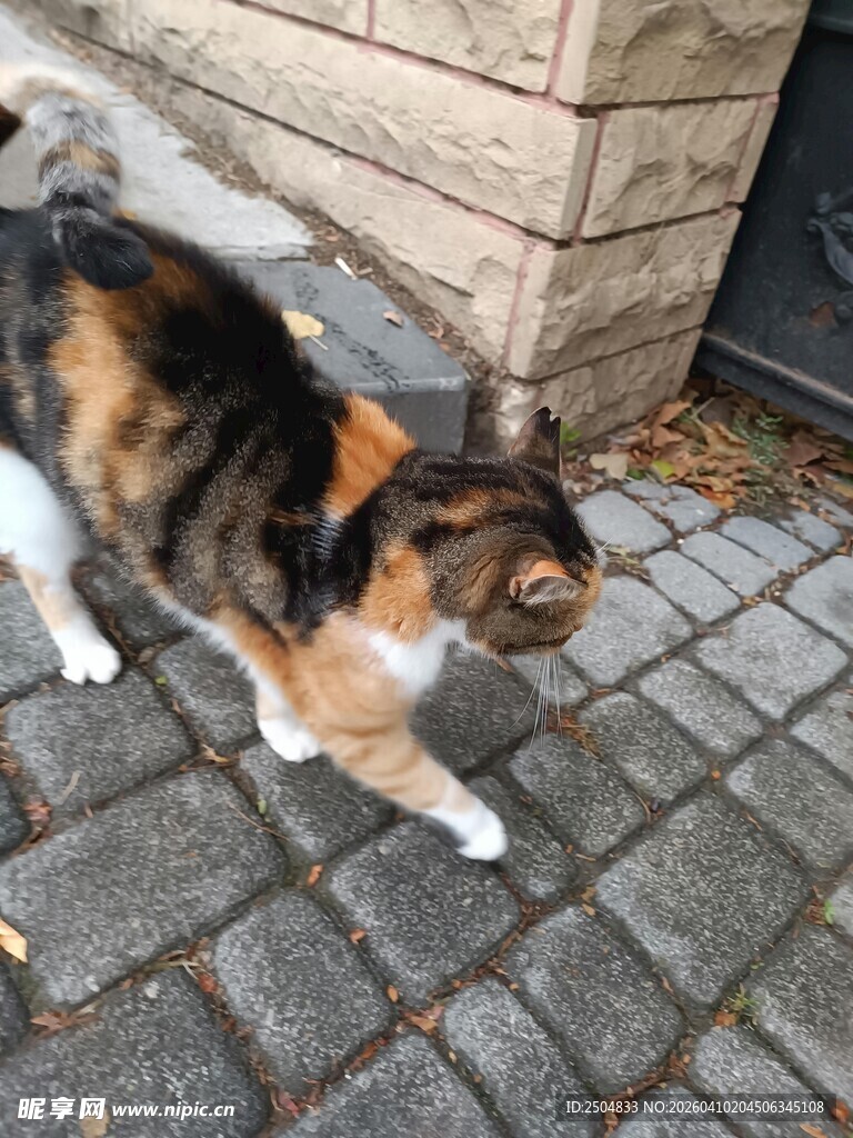 三色猫在砖石路上行走