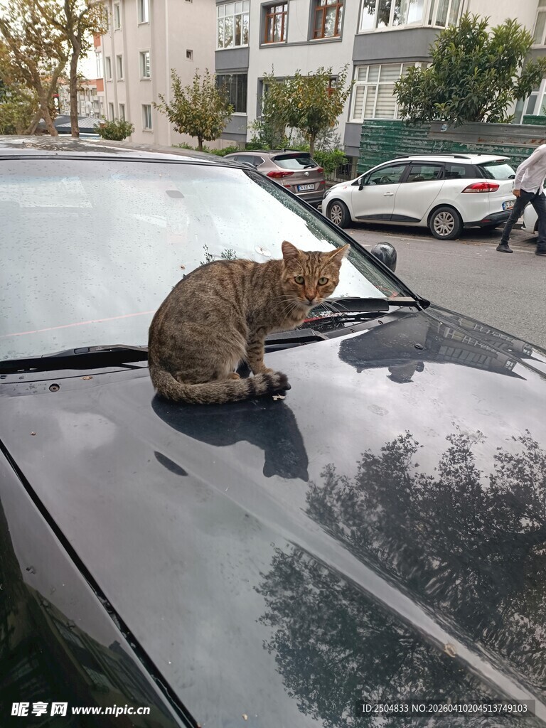 车顶休憩的猫咪